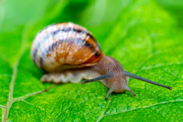 A gastropod mollusk snail with horns is crawling on a green leaf.