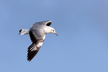 Gray-hooded Gull (Chroicocephalus cirrocephalus) isolated, flying over the blue sky.