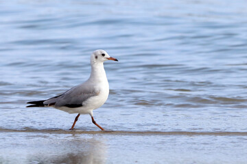Gray-hooded Gull (Chroicocephalus cirrocephalus) isolated, perched, walking in the sea.