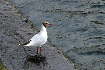 Black-headed Gull (Chroicocephalus ridibundus) isolated, perched on the Seine river channel, France.