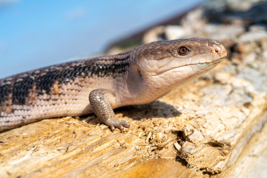 Сommon blue-tongued skink - Tiliqua scincoides - blue-tongued lizard, common bluetongue.