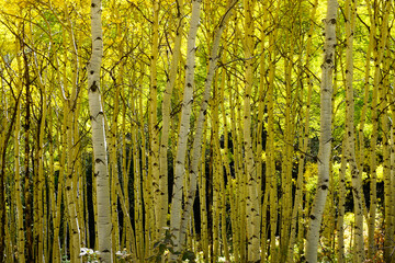 Naklejka premium Grove of aspens with white bark and yellow leaves