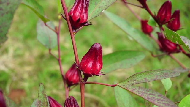 Rosella flower (also called roselle) with a natural background. Use as herbal drink and herbal medicine