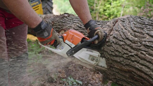 Chainsaw cut through very thick tree log in slow mov 4K