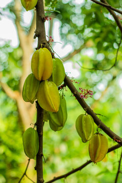 Kamranga, Gooseberry, Kamrak, Belimbing Sagi, or Kembola, starfruit