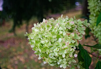 Hortensje (Hydrangea paniculata) .Hortensja  kwitnąca, kwiat.  © Grzegorz