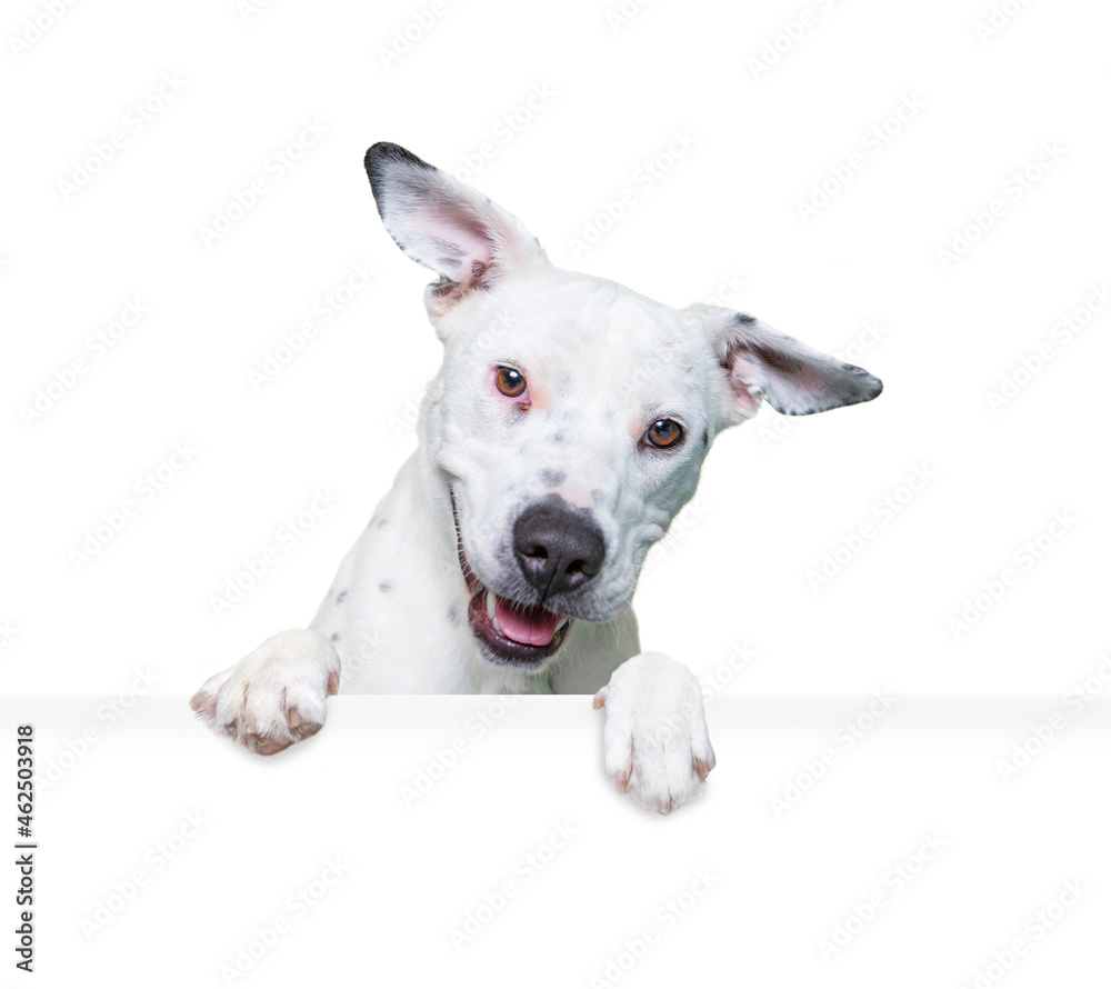 Wall mural studio shot of a cute dog on an isolated background holding a blank white sign