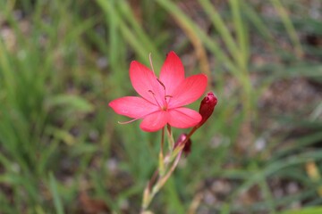 Fototapeta premium Flowers in a feild