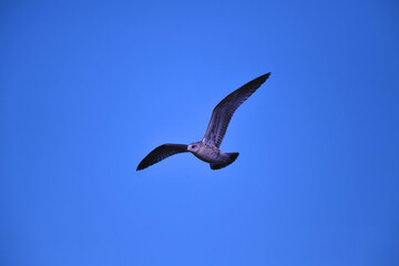 A young herring gull (lat.Larus argentatus) hovers in the evening sky. The coloration of a young bird is gray with brown spots. Ornithology, avifauna.