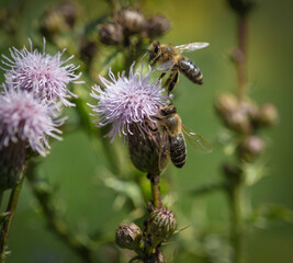 A wild bee closeup on a common scraper thistle at summer in saarland germany, copy space