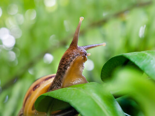 close up of snail face with brown shell move on the young green leaf , selective focus animal background