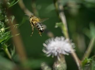 A wild bee closeup on a common scraper thistle at summer in saarland germany, copy space