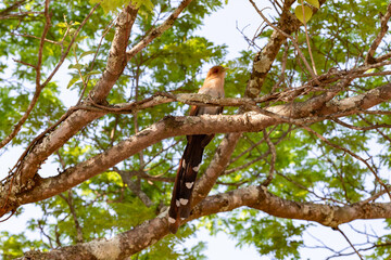 Fototapeta premium Piaya Cayana, popularly known as the cat's soul. Rusty feathered bird (brown), with red eyes and long tail. a rare bird