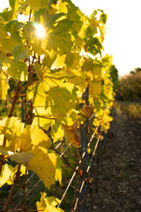 Weinberg im Morgenlicht
