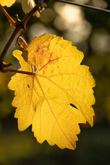 Leuchtende Weinblätter im Herbst
