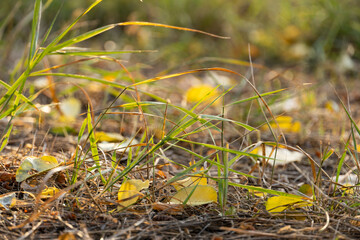 Herbstblätter auf dem Boden - Autumn leaves on the ground