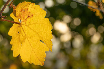 Leuchtende Weinbl&auml;tter im Herbst
