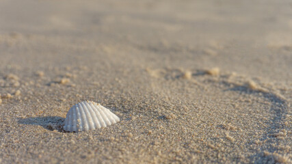 Fototapeta na wymiar white seashell on brown sand on the beach