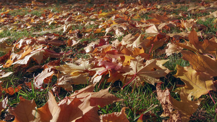 Maple leaves on a background of green grass. Sunny autumn day. Red and yellow leaves adorned the ground. Close-up. Selective focus. Wallpaper.