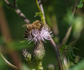 A wild bee closeup on a common scraper thistle at summer in saarland germany, copy space