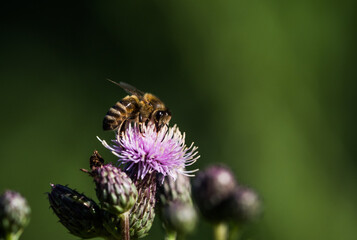 A wild bee closeup on a common scraper thistle at summer in saarland germany, copy space