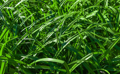 Background with green grass. Copy space for text