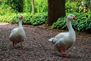 patos