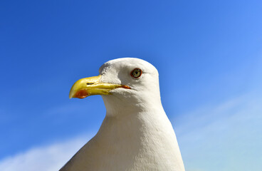 Portrait of a predatory seagull (lat.Larus argentatus). Macro photo of a large, sea bird, its face.