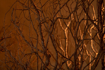 Texture of dry branches under sunset light.