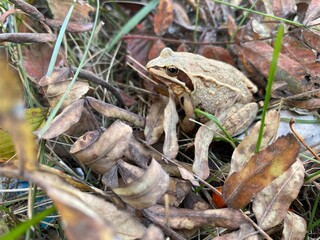 frog on the grass