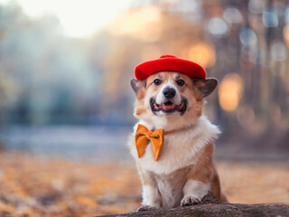 funny corgi dog puppy in a red beret with a yellow butterfly walks in an autumn park among fallen golden leaves