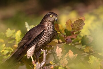 Common Sparrowhawk
