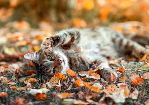 cute striped cat lies in the autumn sunny garden among the fallen bright yellow leaves and plays