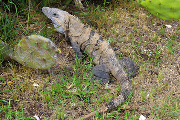 Iguana - Foto tomada en Tulum México