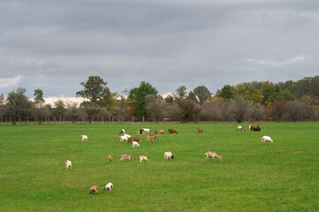 Lots of Sheep on a farm in Ontario Canada