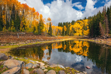 Autumn Aspen trees at Mesa Lakes on Grand Mesa, Colorado