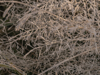 Mroźny, słoneczny poranek na łące. Rośliny pokryte kryształkami szronu.