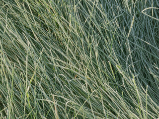 Mroźny, słoneczny poranek na łące. Rośliny pokryte kryształkami szronu.