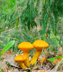 Orange mushrooms in spruce autumn forest