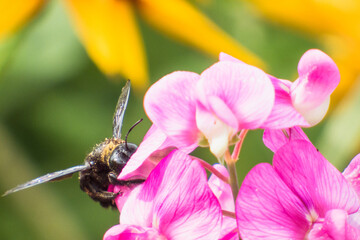 Violet carpenter bee, Xylocopa violacea