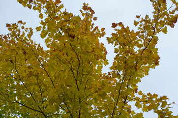Autumn Leaves on a Tree on a Cloudy Day