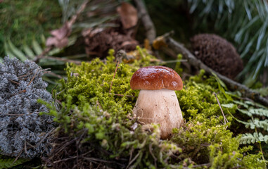 Boletus edulis among the moss in the forest