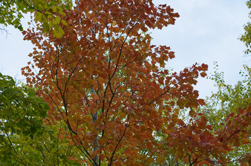 Autumn Leaves on a Tree on a Cloudy Day