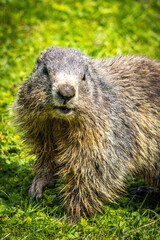 groundhog, marmot, mammal, austian alps, ramsau, austria