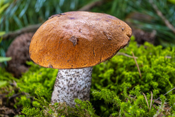 Boletus edulis among the moss in the forest
