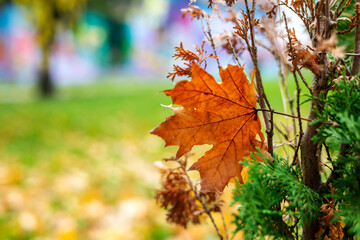 Autumn leaves in the park.