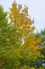 Autumn Leaves on a Tree on a Cloudy Day