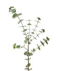 Fresh baby blue eucalyptus branch on white background