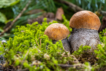 Boletus edulis among the moss in the forest