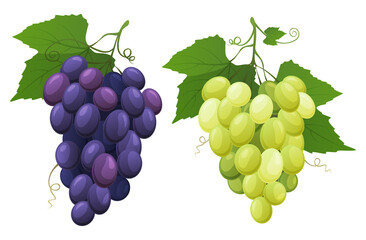 Red and white table grapes. Fresh fruit from which wine is made. vector illustration